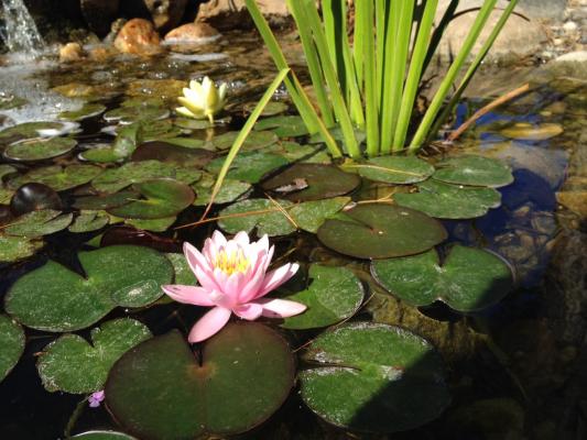 MyD Jardines estanques