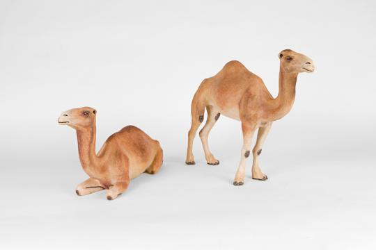 F-30 y 31 camellos