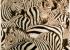 M-12 Mural Zebras