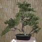 Bonsai artificial pino japones 059