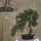 Bonsai artificial pino japones 045