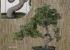 Bonsai artificial pino japones 046