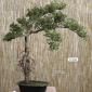 Bonsai artificial pino japones 076