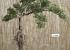 Bonsai artificial pino japones 076
