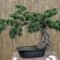 Bonsai artificial pino japones 050