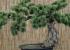 Bonsai artificial pino japones 050