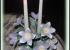 Bouquet de flores