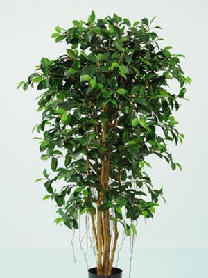 Ficus Liana Artificial con tronco natural en ArticoEnCasa.com