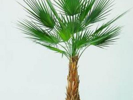 Palmera Palma Washingtonian Artificial, ¡Las+ Naturales de las Artificiales!