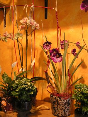 orquideas