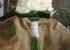 Bouquet de rosas