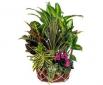 Cesta de Plantas