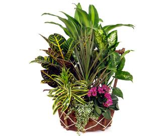 Cesta de Plantas
