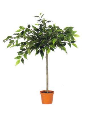 olivos artificiales de calidad ARBOL MINI OLIVO ARTIFICIAL CON MACETA oasisdecor.com