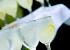 El coctel