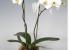 Planta Phalaenopsis