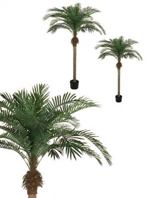 Novedades 2011 - Palmera Phoenix en ArticoEnCasa.com