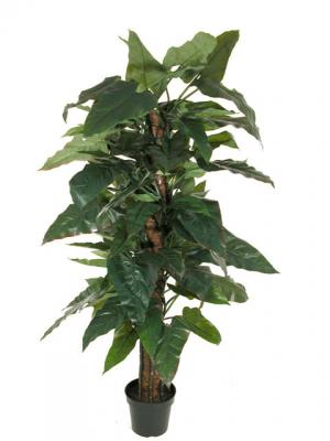 Novedades 2011 - Caladium con tutor en ArticoEnCasa.com