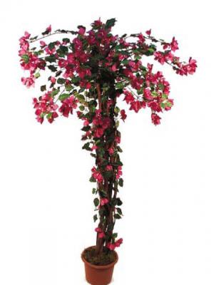 Novedades 2011 - Árbol Bouganvillea en ArticoEnCasa.com