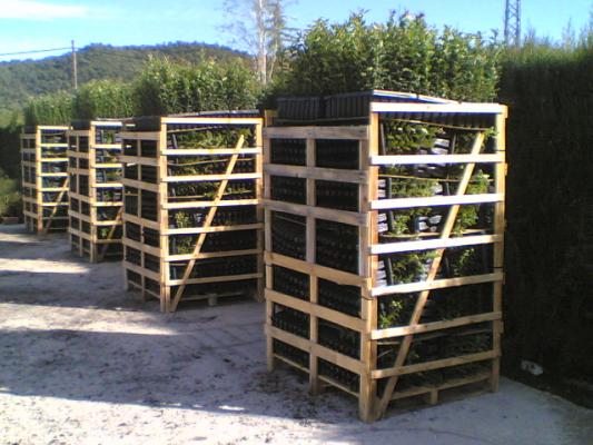 PLANTAS PALETIZADAS PARA ENVIO