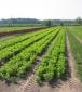 PLANTELES PARA REFORESTACION Y RECUPERACIÓN DEL PAISAJE