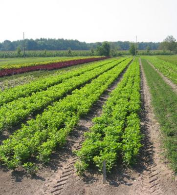 PLANTELES PARA REFORESTACION Y RECUPERACIÓN DEL PAISAJE