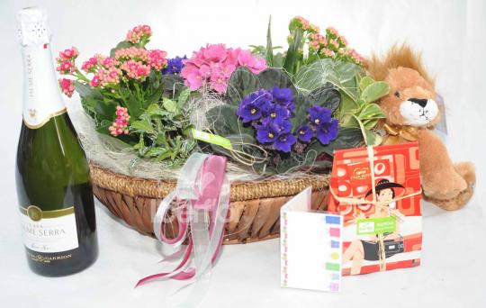 Canasta de plantas con cava, peluche, bombones y tarjeta