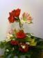 amarilis