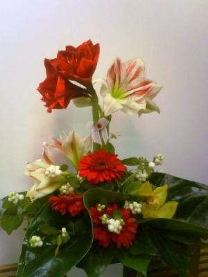 amarilis