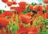 Amapolas 33x33
