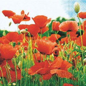 Amapolas 33x33