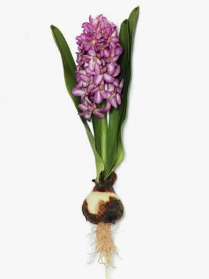 Jacintos artificiales de calidad. JACINTO ARTIFICIAL LAVANDA CON BULBO Y HOJAS oasisdecor.com