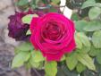 rosa jardin
