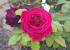rosa jardin