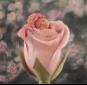 Rosas frescas