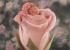 Rosas frescas