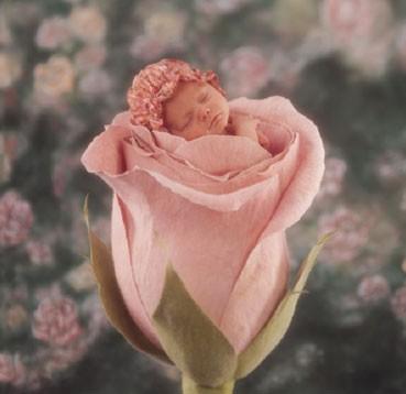 Rosas frescas