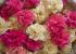 Flores de madera