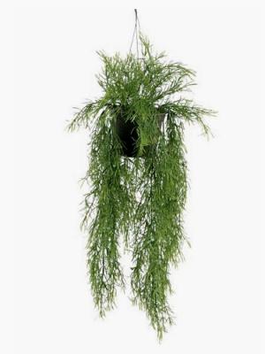 Plantas de plastico. COLGANTE PLASTICO SPRINGERI CON MACETA oasisdecor.com