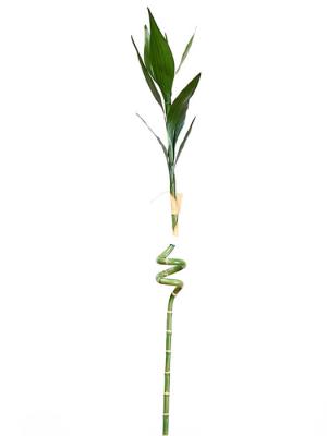 Bambu artificial de la suerte. RAMA BAMBU DE LA SUERTE ARTIFICIAL oasisdecor.com