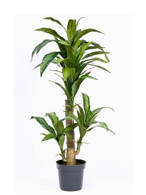 Dracenas artificiales de calidad. TRONCO DE BRASIL ARTIFICIAL oasisdecor.com