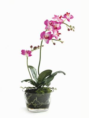 Orquideas artificiales. MACETA CRISTAL GRANDE CON PHALAENOPSIS ARTIFICIAL CICLAMEN oasisdecor.com