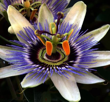 Passion Fruit los mejores aromas en Linea Bao