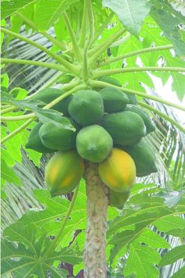 Papaya los mejores aromas en Linea Bao