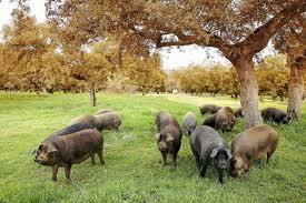 Dehesa de Extremadura