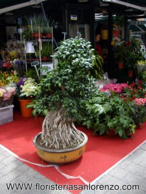Floristeria San Lorenzo