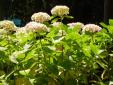 Plantas