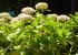 Plantas
