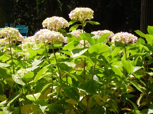 Plantas