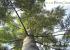 Roble